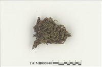 藏品(縮葉苔屬)的圖片